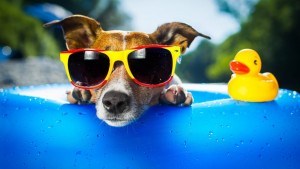 Dogs and Pools - Do They Mix?