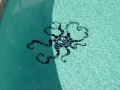 Decorative mosaic tile accent on a Chandler, Arizona pool by True Blue Pools (2)