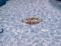 Custom mosaic tile installed during a pool remodel — True Blue Pools (7)