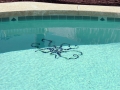 Mosaic tile design on a custom Tempe AZ pool by True Blue Pools (8)